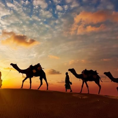 Camel Safari